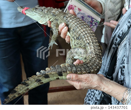 Tourist holding small crocodile with mouth taped shut 143437701