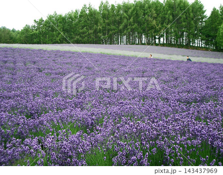 北海道の富田ファーム(北海道中富良野町) 北海道の富田ファーム(北海道中富良野町) 143437969