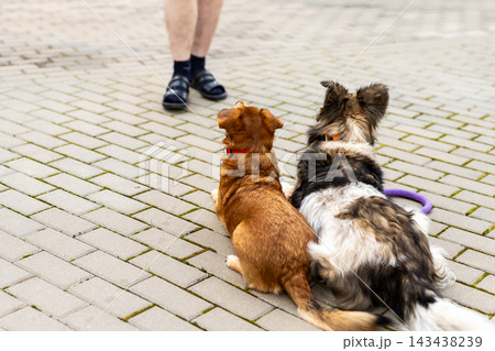 Two dogs sitting attentively facing person on paved plaza during daytime, with dogs, dog, canine, pet detail, showing pets, companion, companionship, obedience context 143438239