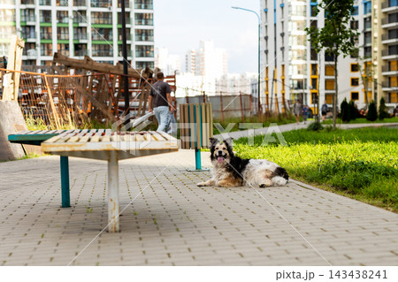 Small black and white dog resting on paved pathway near park bench in urban residential courtyard with apartment buildings, with dog, canine, pet, park detail, showing bench, pathway, pavement Small black and white dog resting on paved pathway near park bench in urban residential courtyard with apartment buildings, with dog, canine, pet, park detail, showing bench, pathway, pavement 143438241