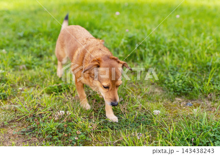 Small brown dog walking on grassy field with focused sniffing posture outdoors in daylight, with dog, canine, pet, brown detail, showing small, walking, sniffing, grass context Small brown dog walking on grassy field with focused sniffing posture outdoors in daylight, with dog, canine, pet, brown detail, showing small, walking, sniffing, grass context 143438243