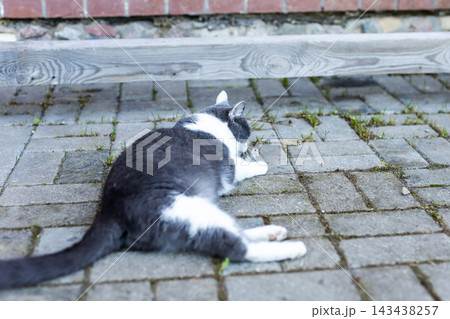Black and white cat reclining on outdoor stone patio near brick wall, with cat, feline, pet, outdoor detail, showing patio, pavement, stone, brick context 143438257