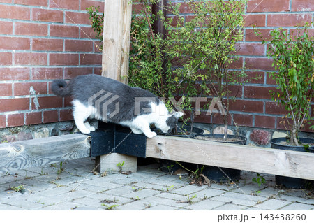 Gray and white cat stretching on low garden wall beside brick fence in sunny backyard corner, with cat, gray, white, longhaired detail, showing stretching, wall, garden, brick context 143438260