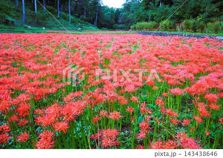 青梅市霞丘陵自然公園、一面の鮮やかなヒガンバナ 青梅市霞丘陵自然公園、一面の鮮やかなヒガンバナ 143438646