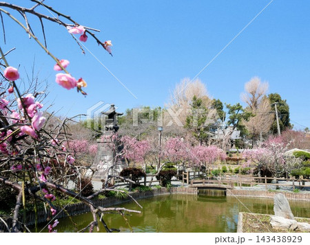 浜田和多津海神社のすぐ隣にある「心字が池公園」(熊本県玉名市) 浜田和多津海神社のすぐ隣にある「心字が池公園」(熊本県玉名市) 143438929