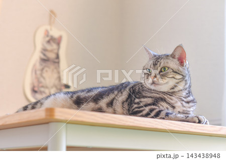 机の上でリラックスする猫 机の上でリラックスする猫 143438948
