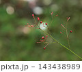 ハゼランの赤い実 143438989