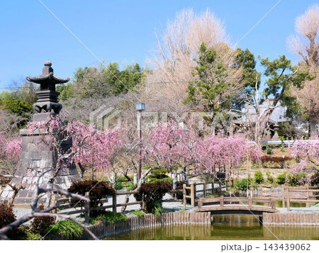 花見の名所　浜田和多津海神社と心字が池（熊本県玉名市） 143439062