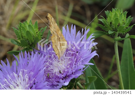 初夏の公園に咲く紫色のストケシアの花に止まるキタテハ蝶 初夏の公園に咲く紫色のストケシアの花に止まるキタテハ蝶 143439541