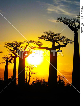 マダガスカル(モロンダバ)の夕刻のバオバブ マダガスカル(モロンダバ)の夕刻のバオバブ 143439675