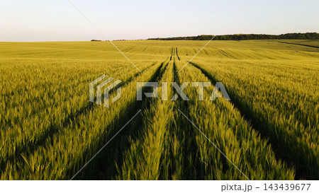 Green wheat field with tractor tracks leading through rolling agricultural landscape at golden hour Green wheat field with tractor tracks leading through rolling agricultural landscape at golden hour 143439677