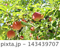 木になっているリンゴ 143439707