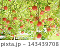 木になっているリンゴ 143439708