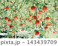 木になっているリンゴ 143439709