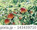 木になっているリンゴ 143439710