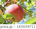 木になっているリンゴ 143439711