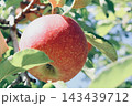木になっているリンゴ 143439712