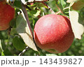 木になっているリンゴ 143439827