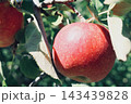 木になっているリンゴ 143439828