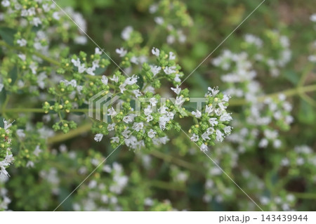 春の庭に白い小さなオレガノの花が密集して咲く様子 143439944