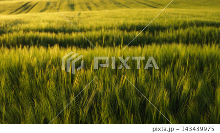 Green wheat field at golden hour, capturing natural light and texture in a rural agricultural landscape 143439975