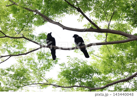 枝にとまる2羽のカラス 143440048