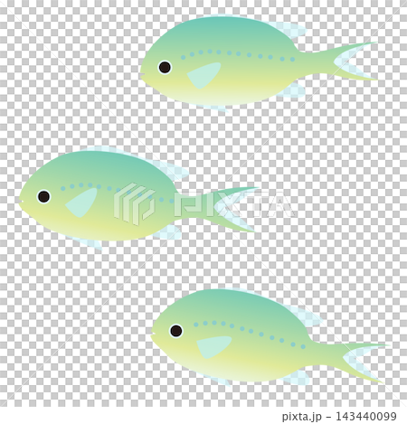 泳いでいる可愛らしい3匹の熱帯魚ーデバスズメダイのイラスト 143440099