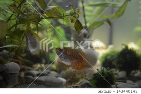 The aquarium is home to male and female Lalius fish, as well as Corridor catfish 143440145