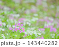 小さなアイドル、サクラソウ 143440282