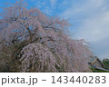 青空と枝垂れ桜 143440283