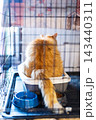Orange and white domestic cat sitting in litter box inside wire cage with blue bowl beside it, tail over edge, sunlight on fur facing away from camera 143440311