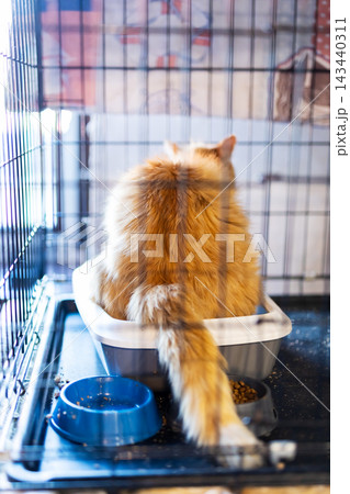 Orange and white domestic cat sitting in litter box inside wire cage with blue bowl beside it, tail over edge, sunlight on fur facing away from camera Orange and white domestic cat sitting in litter box inside wire cage with blue bowl beside it, tail over edge, sunlight on fur facing away from camera 143440311