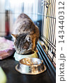Tabby cat eating from ceramic bowl inside wire pet crate, metal water dish in foreground, soft bedding and window light in background in cozy indoor scene 143440312