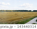 Golden wheat field with gravel path, distant tree line, and blue sky with scattered clouds under bright daylight, wide rural countryside landscape for harvest season 143440314