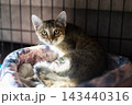 Alert tabby kitten with brown and gray fur curled in soft round bed inside wire enclosure, pink ears and white chin, resting calmly while looking toward camera in warm sunlight 143440316