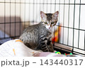 Tabby kitten sitting inside metal wire pet crate on blanket beside colorful toys, alert curious expression, soft indoor lighting, cozy shelter for adoption 143440317