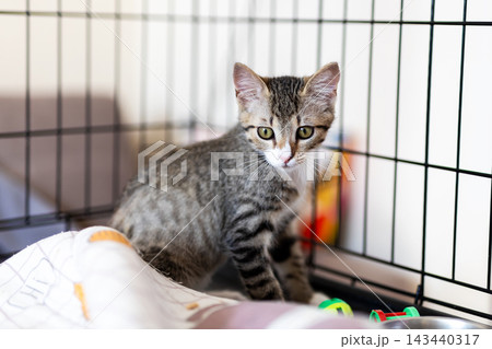Tabby kitten sitting inside metal wire pet crate on blanket beside colorful toys, alert curious expression, soft indoor lighting, cozy shelter for adoption Tabby kitten sitting inside metal wire pet crate on blanket beside colorful toys, alert curious expression, soft indoor lighting, cozy shelter for adoption 143440317