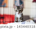 Young tabby kitten sitting on soft bedding inside indoor pet enclosure, alert gaze toward camera, striped fur with white chest and paws, warm natural light 143440318