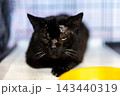 Black cat close-up resting indoors beside yellow feeding bowl on plaid fabric with visible whiskers, tucked front paws, soft warm light, and calm eyes 143440319