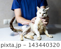 Wet domestic cat held by person after bath, damp tabby fur and gentle hands supporting scruff on tabletop in indoor bathroom care, close-up pet grooming 143440320