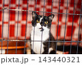 Black and white tuxedo cat sitting in metal wire cage at animal shelter, alert yellow eyes and upright ears, looking toward camera in indoor kennel with red background 143440321