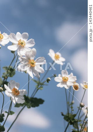 青空を背景に咲く白い秋明菊 青空を背景に咲く白い秋明菊 143440461