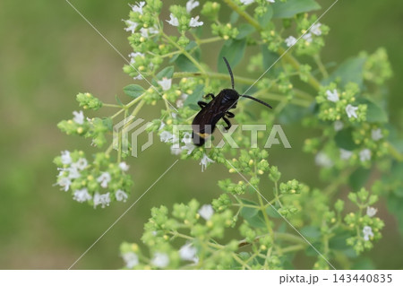 春の庭に咲く白い小さなオレガノの花の蜜を吸うキオビツチバチ 143440835