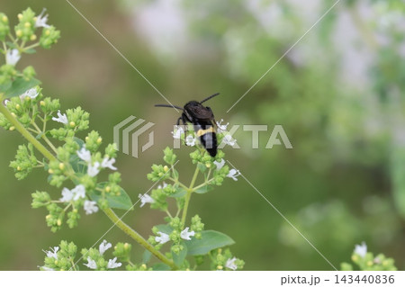 春の庭に咲く白い小さなオレガノの花の蜜を吸うキオビツチバチ 春の庭に咲く白い小さなオレガノの花の蜜を吸うキオビツチバチ 143440836