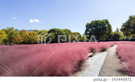 Pink muhly grass Pink muhly grass 143440971