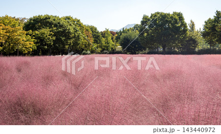 Pink muhly grass 143440972