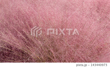 Pink muhly grass 143440973