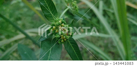 caterpillar on the green leaf caterpillar on the green leaf 143441083