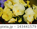 パンジー　鉢植え　ガーデニング　花 143441579
