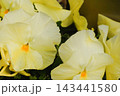 パンジー　鉢植え　ガーデニング　花 143441580